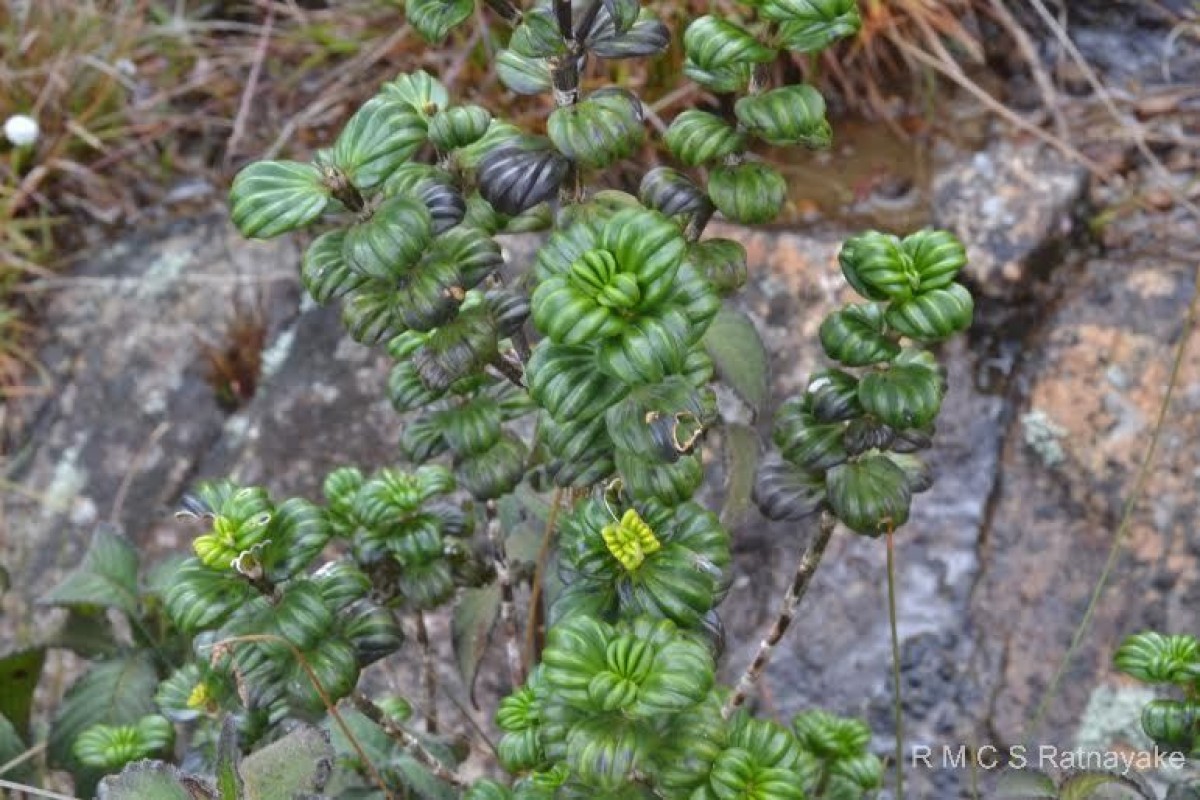 Hedyotis quinquinervia Thwaites